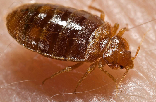 Bed Bug Treatment Sherwood Park